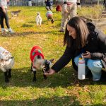 Goat Snuggling at Fall Fest